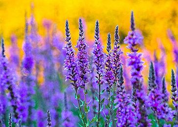 玩家期待度高 《黑神话：悟空》成为Steam愿望单榜第三